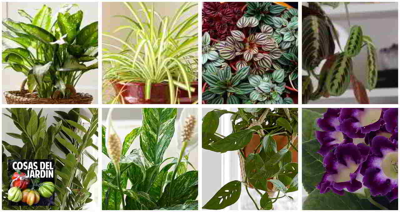 Plantas de Interior de Poca Luz. 18 Plantas de bajo mantenimiento