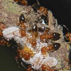 cochinilla algodonosa hormigas Sigue leyendo para saber como eliminar la cochinilla algodonosa y elejir el tratamiento más adecuado para tu situación #huerto #huerta #huertourbano #jardineria #cultivar #jardin