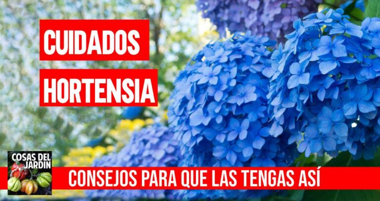 Cómo cuidar las hortensias