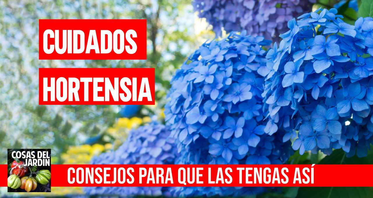 Cómo cuidar las hortensias - Cosas del Jardin