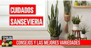los cuidados mas importantes para sansevierias Esta es una guia llena de consejos para los cuidados de la sansevieria. Y una lista con las variedades de Sansevierias mas populares