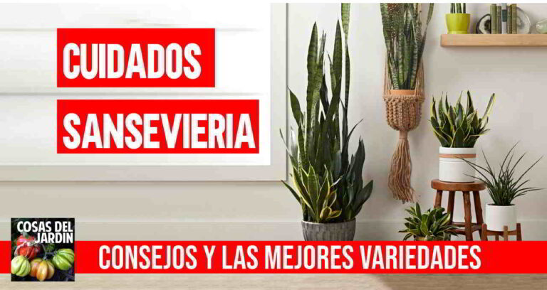 Sansevieria Cuidados: La planta más fácil de cuidar