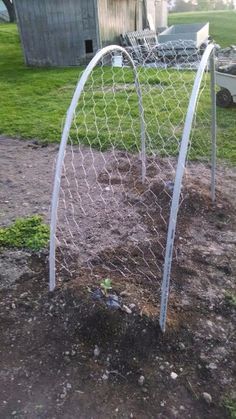 Cómo armar una pérgola para que  tus calabazas crezcan hacia arriba #huerto #huerta #jardin #jardineria #cultivar