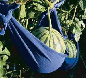 Cómo armar una pérgola para que tus calabazas crezcan hacia arriba #huerto #huerta #jardin #jardineria #cultivar