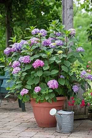 como plantar hortensia en maceta variedades de hortensias Una guía supercompleta donde encontrarás todo lo que necesitas para tener unas hortensias como las de la foto. Plantado, Riego, poda, cambiar el color y más #jardin #jardineria #hortensia #cultivar