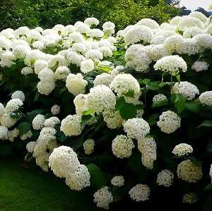 maravillosas hortensias blancas como copos de nieve variedades de hortensias Una guía supercompleta donde encontrarás todo lo que necesitas para tener unas hortensias como las de la foto. Plantado, Riego, poda, cambiar el color y más #jardin #jardineria #hortensia #cultivar