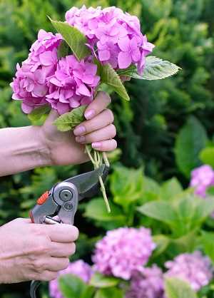 como podar hortensia variedades de hortensias Una guía supercompleta donde encontrarás todo lo que necesitas para tener unas hortensias como las de la foto. Plantado, Riego, poda, cambiar el color y más #jardin #jardineria #hortensia #cultivar