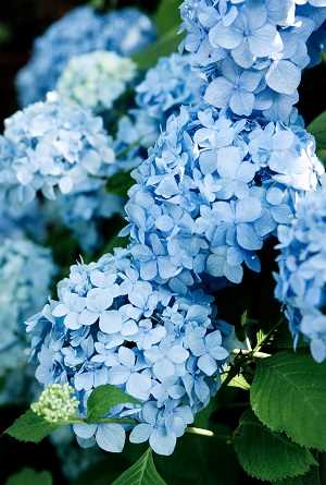 cambiar el color de la hortensia a azul bajando el ph variedades de hortensias Una guía supercompleta donde encontrarás todo lo que necesitas para tener unas hortensias como las de la foto. Plantado, Riego, poda, cambiar el color y más #jardin #jardineria #hortensia #cultivar