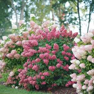 hay muchisimas variedades de hortensias para elejir variedades de hortensias Una guía supercompleta donde encontrarás todo lo que necesitas para tener unas hortensias como las de la foto. Plantado, Riego, poda, cambiar el color y más #jardin #jardineria #hortensia #cultivar