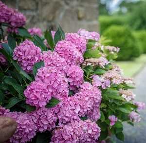 CAmbiar el color a rosado o colorado aumentando el ph variedades de hortensias Una guía supercompleta donde encontrarás todo lo que necesitas para tener unas hortensias como las de la foto. Plantado, Riego, poda, cambiar el color y más #jardin #jardineria #hortensia #cultivar