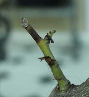 Ejemplo de rama mal podada. En este artículo vamos a ver en que fecha se podan las rosas y como podar rosales paso a paso. #jardin #jardineria #cultivar