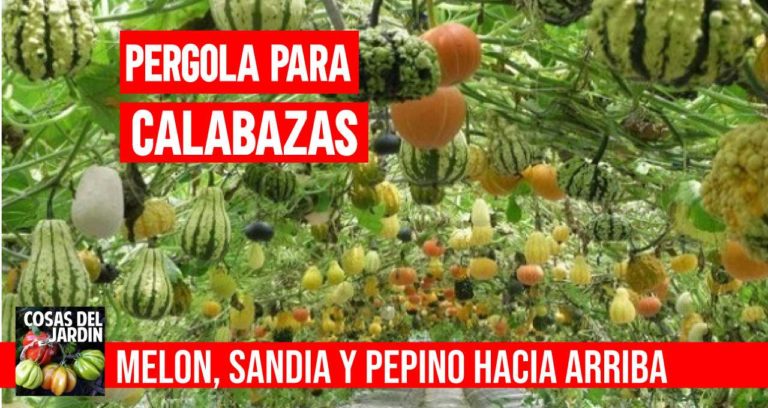 5 Consejos para tener un cultivo vertical de Sandias Melones, Calabazas y pepinos