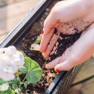 El café usado es un excelente Abono casero para plantas Te dejo una selección de los mejores abonos caseros para plantas para experimentar #huerto #huertourbano #jardin #jardineria #cultivar