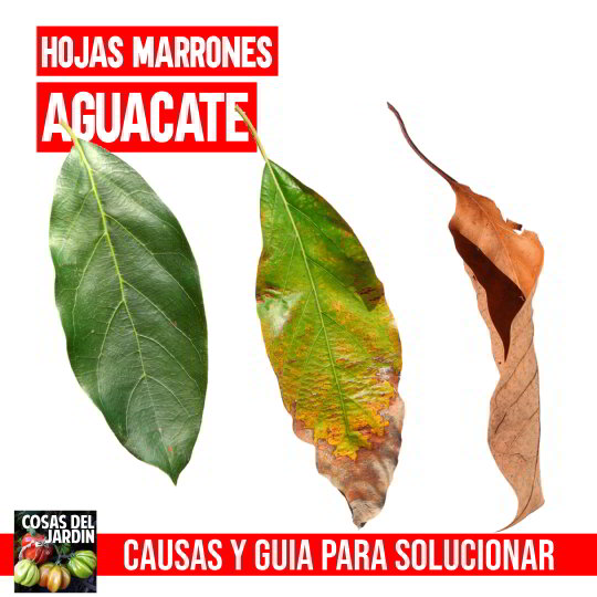 Aguacate Hojas Marrones. Como curar las hojas marrones en aguacate