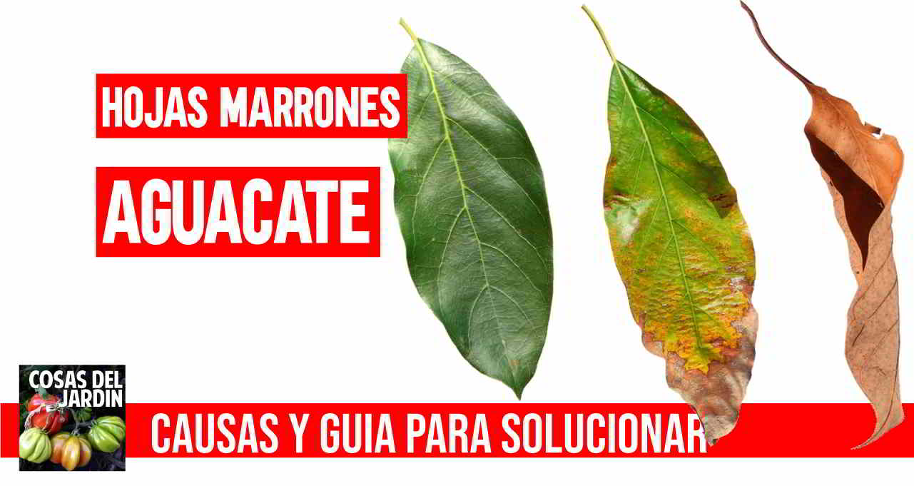 Guia completa para conocer por que tiene tu aguacate hojas marrones y como solucionarlo #huerto #huerta #huertourbano #jardin #jardineria #cultivar