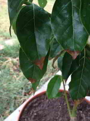 Aguacate Hojas Marrones. Como curar las hojas marrones en aguacate 5 Aguacate Hojas Marrones. Como curar las hojas marrones en aguacate - 5
