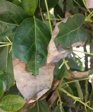 Aguacate Hojas Marrones. Como curar las hojas marrones en aguacate 4 Aguacate Hojas Marrones. Como curar las hojas marrones en aguacate - 4