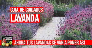 Esta guía te mostrará exactamente cómo cuidar la lavanda tanto al aire libre como en macetas. Necesidades de Sol, Riego, Poda, Reproducción, Cosecha #huerto #huerta #jardineria #jardin #cultivar