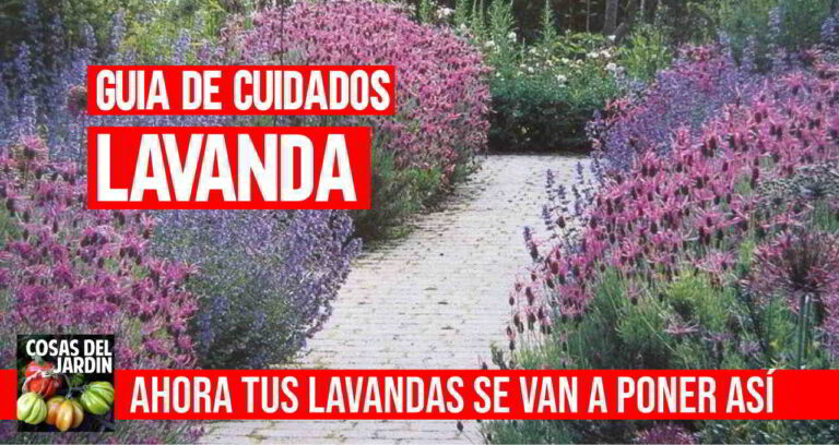 Como cuidar la lavanda