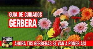 COMO CUIDAR GERBERA