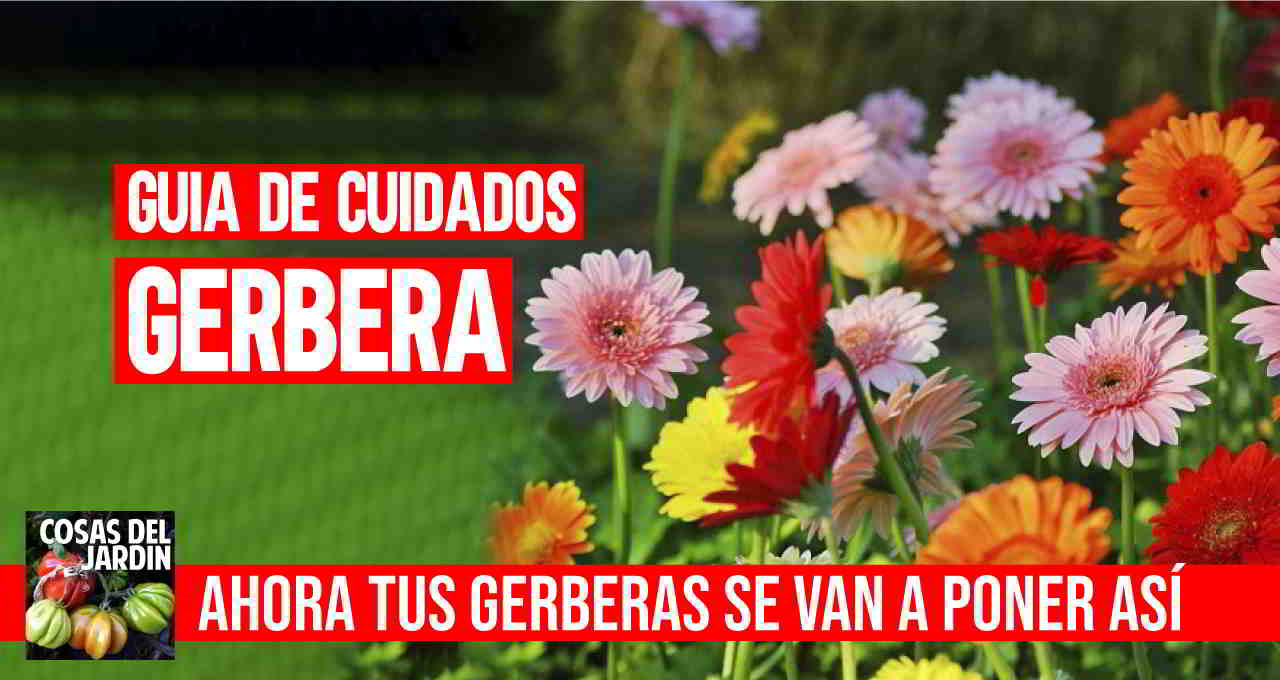 Como cuidar la Gerbera – La guia más completa - Cosas del Jardin