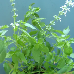 Albahaca limon. Albahaca cuidados