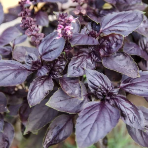 Albahaca cuidados. Albahaca morada