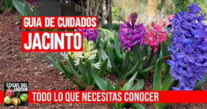 como cuidar el jacinto en tu casa y el jardin