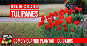 Cuando plantar tulipanes