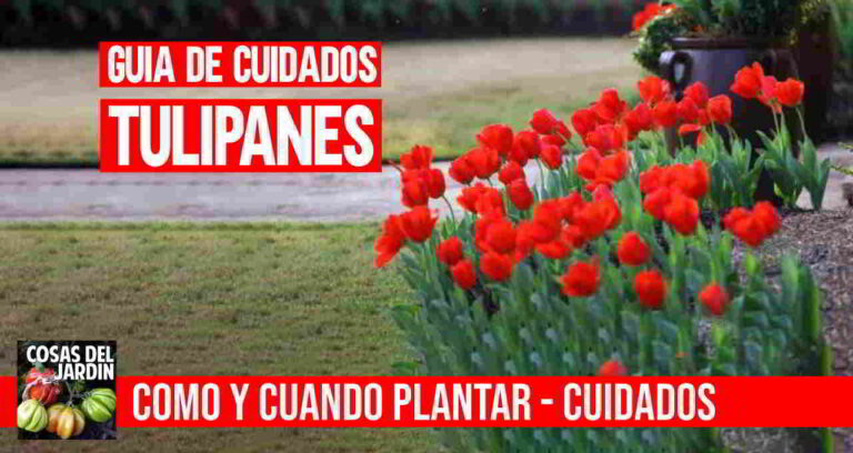 Como y cuando plantar tulipanes