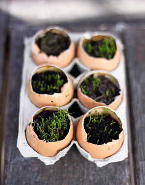 How to Use Eggshells for Plants