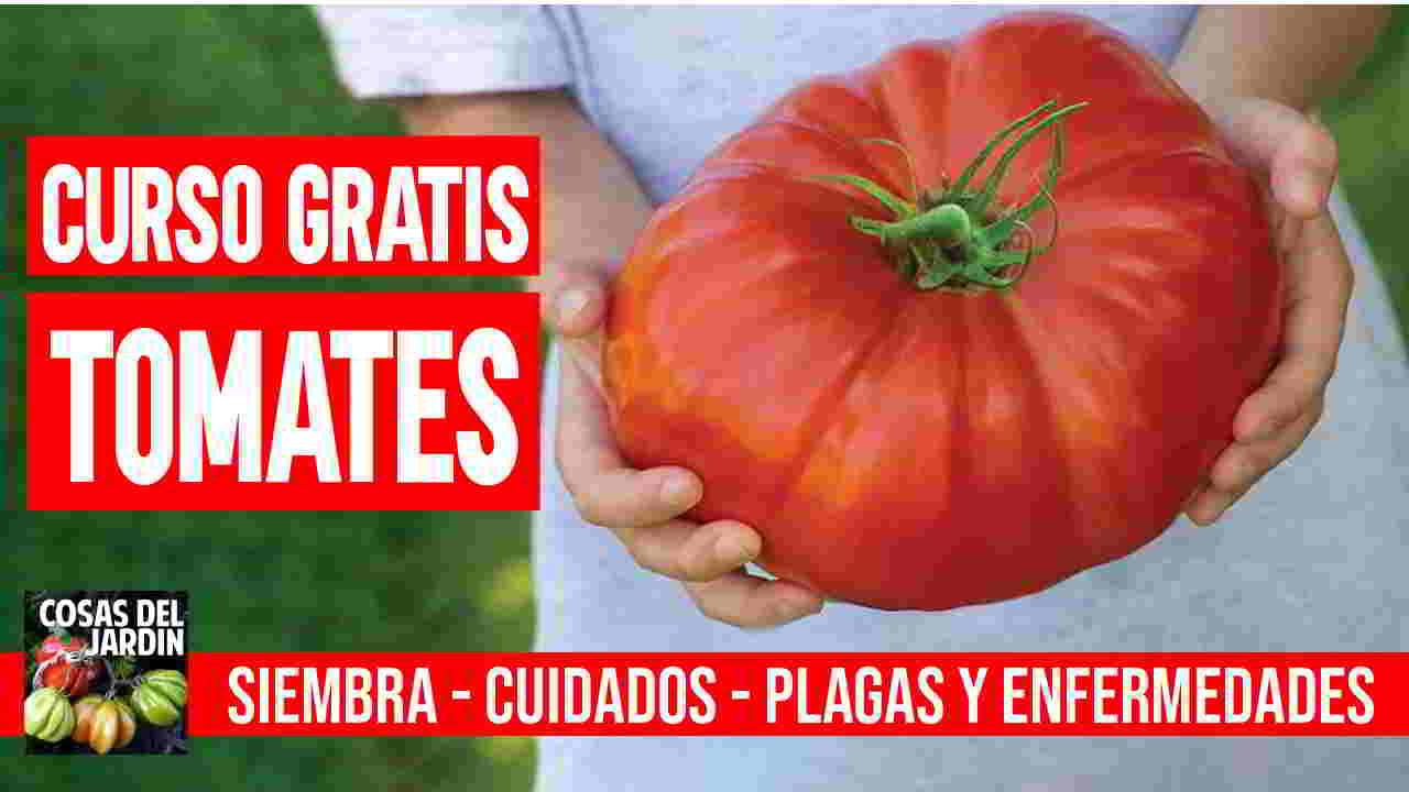 Si sos una persona que recien se inicia en el cultivo de tomates o tus primeros intentos no te fue bien, te recomiendo que mires atentamente curso sobre como plantar tomates.