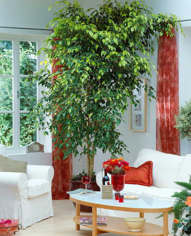 Ficus benjamina interiores Cuidados del Ficus Benjamina en Interiores