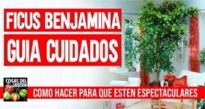 Cuidados del Ficus Benjamina – Guía Completa