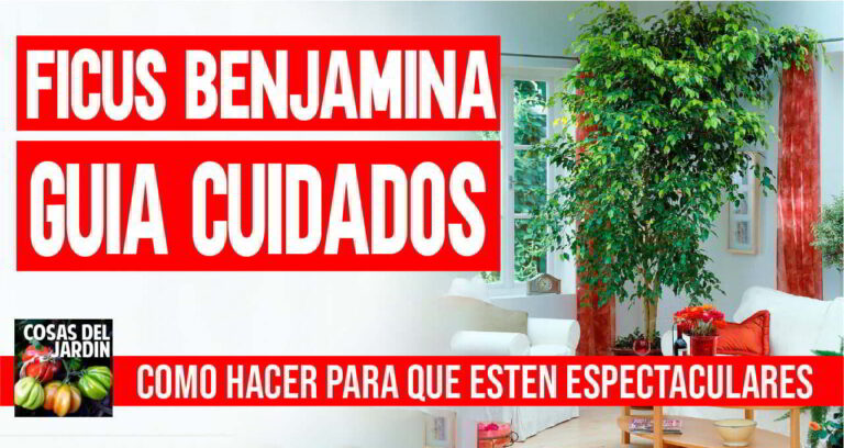Cuidados del Ficus Benjamina – Guía Completa