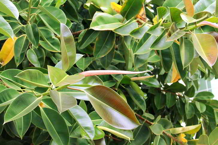 Ficus Elastica Cuidados