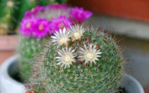 Cactus Mammillaria