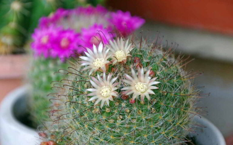 Cactus Mammillaria: Guía de Cuidados