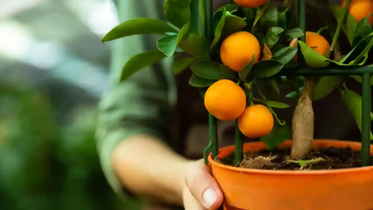 10 mejores Arboles Frutales en Maceta que puedes cultivar