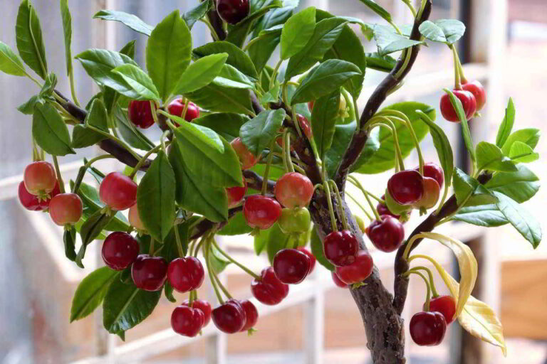 10 mejores Arboles Frutales en Maceta que puedes cultivar