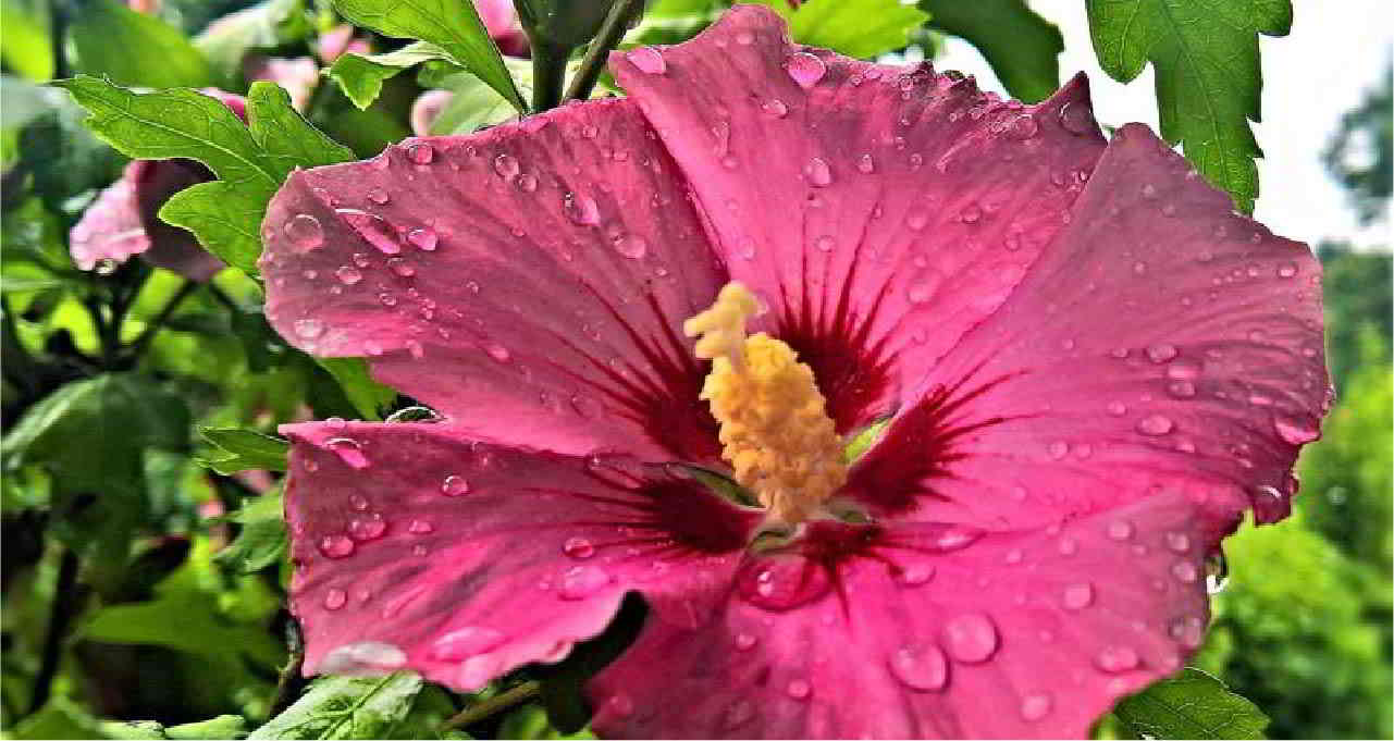 Como cuidar el Hibiscus