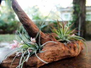 Como cuidar tu planta de aire, clavel del aire o Tillandsia