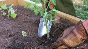 Como hacer trasplante de plantas correctamente