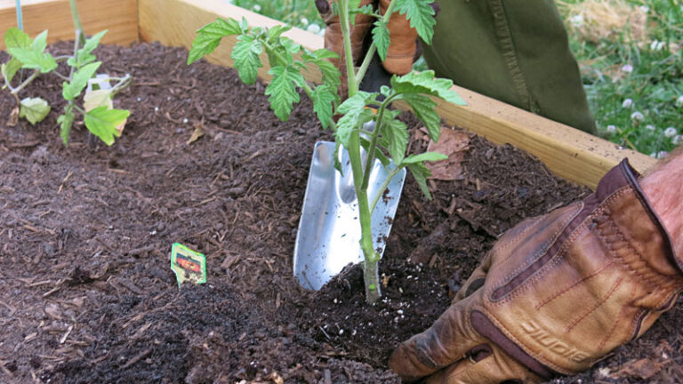 Como hacer trasplante de plantas correctamente