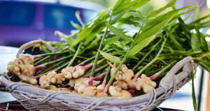 Es recomendable que cultives el jengibre en macetas para mantener la planta adentro durante los inviernos a menos que vivas en climas tropicales o subtropicales. Sigue leyendo para aprender cómo cultivar jengibre en maceta y en interiores #plantas #jardin #jardineria #huertourbano #huerto #cultivar