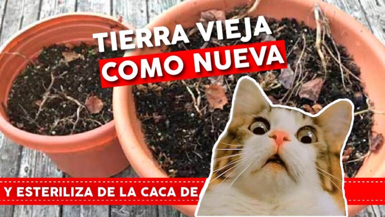 Cómo reciclar la tierra vieja o enferma de las macetas