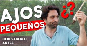 6 razones por las que tus ajos pueden salir pequeños