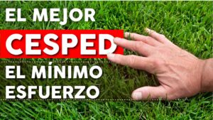 Cómo mantener un césped saludable AHORRANDO tiempo y dinero