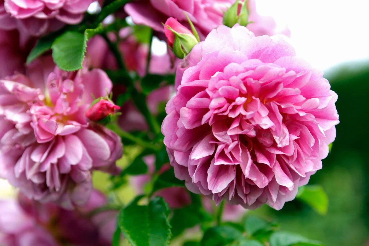 Las 11 Mejores flores para perfumar tu jardín