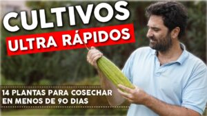 14 PLANTAS que puedes COSECHAR en menos de 90 días y UNO que te sorprenderá